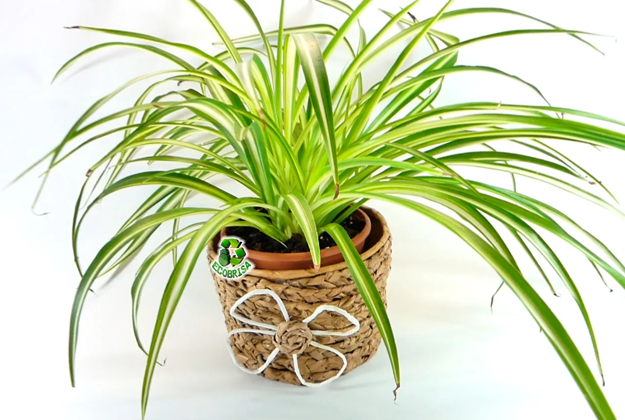 Cesta con envase desechable