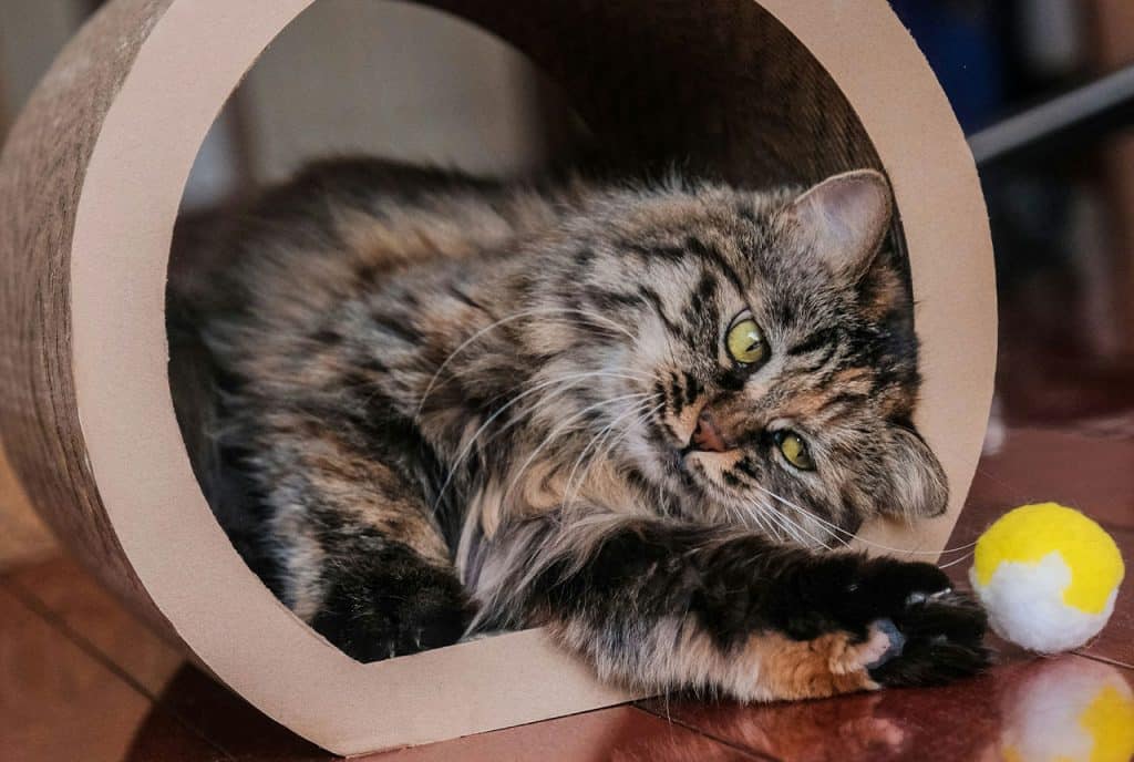 Juguetes caseros para gatos