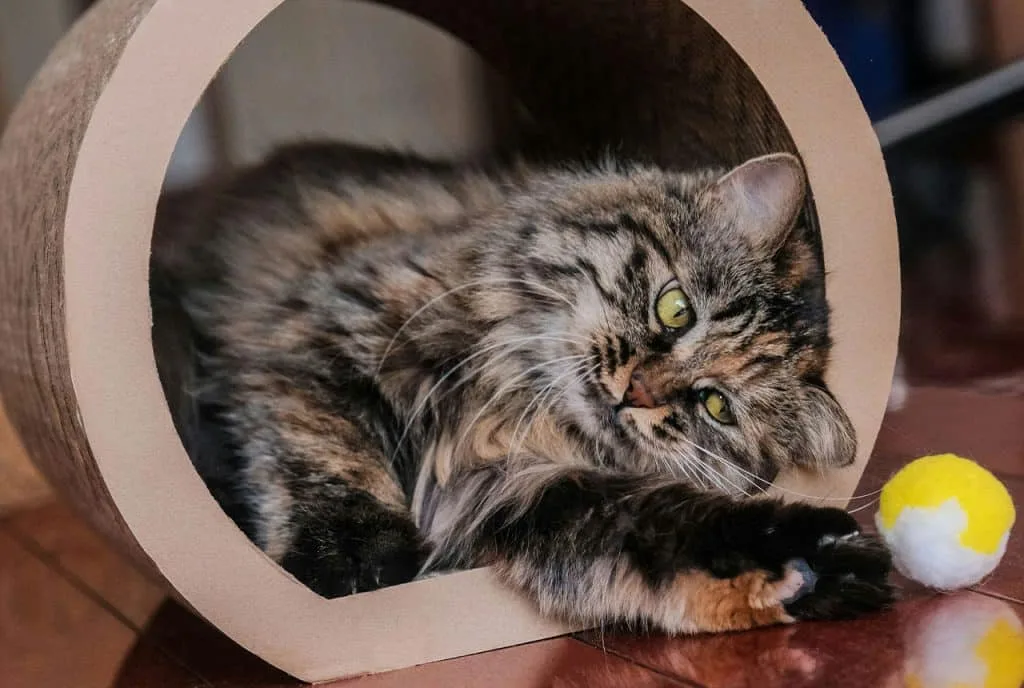 Juguetes caseros para gatos