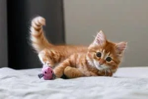 Juguetes caseros para gatos