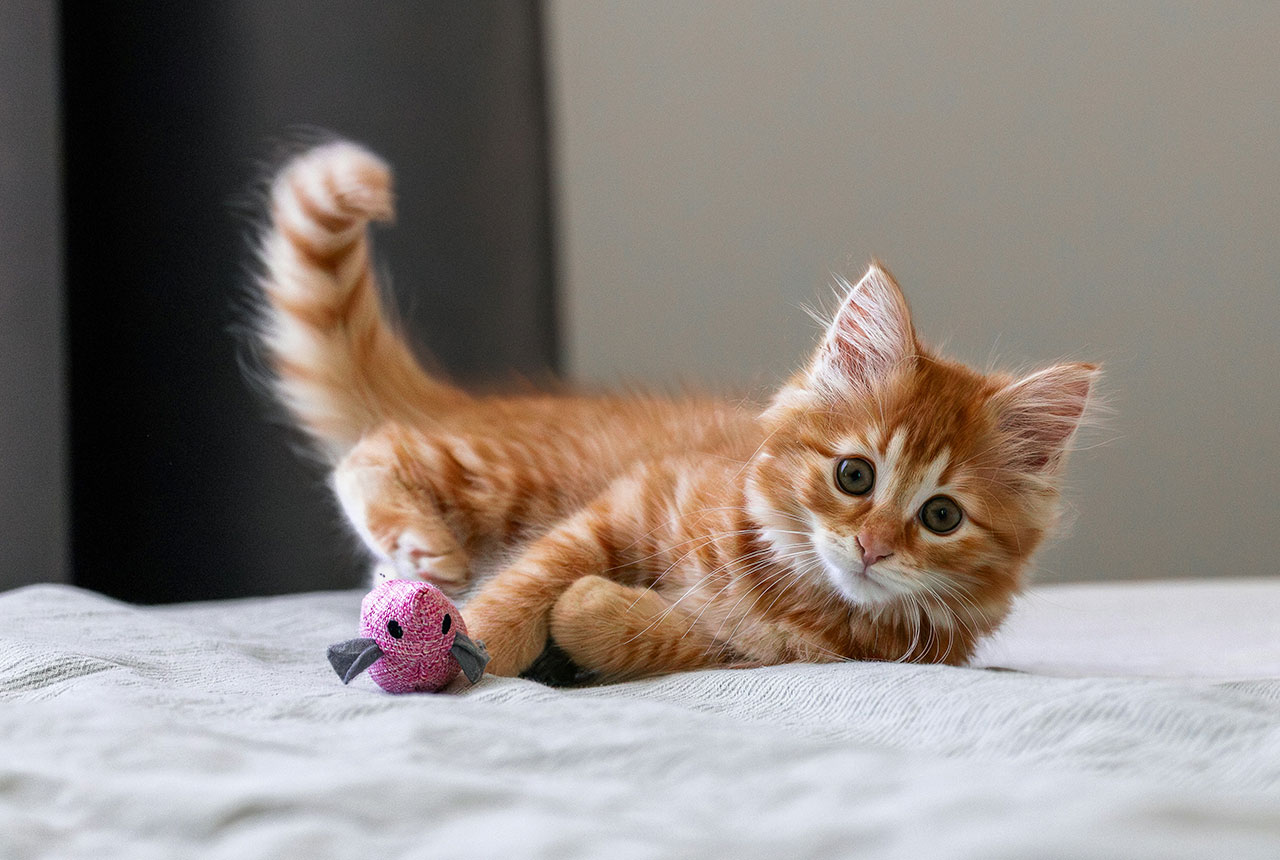 Juguetes caseros para gatos